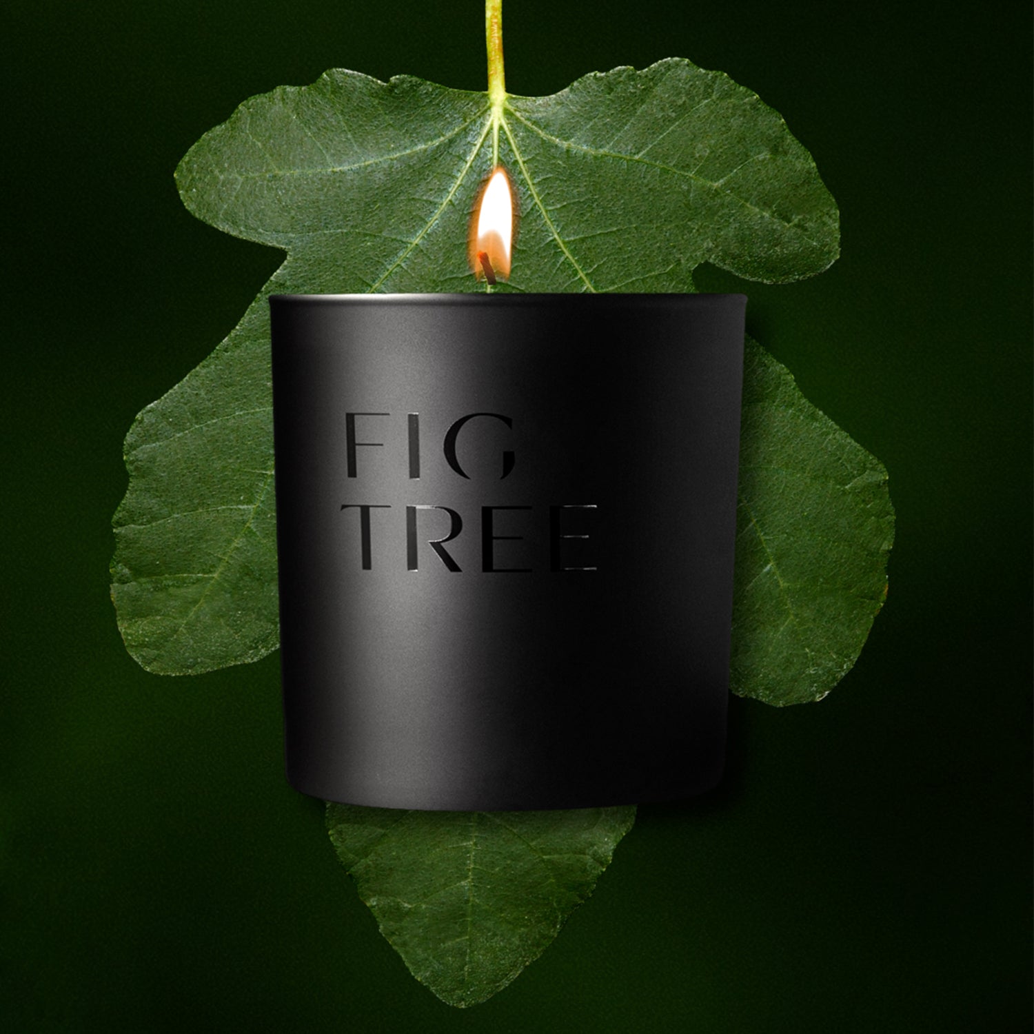 Fig Tree Scented Candle